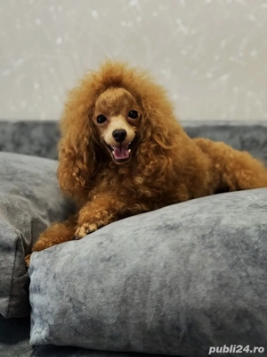 Mascul pudel red toy 