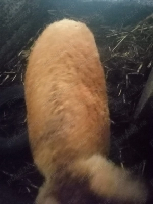 Porc mangalita  pe culoare rosie - imagine 6