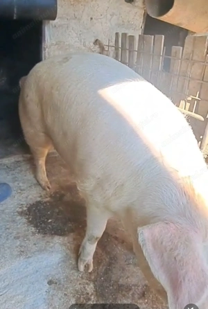 Porc din rasa"Marele Alb"