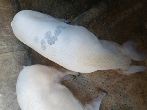 Vând porci - imagine 3