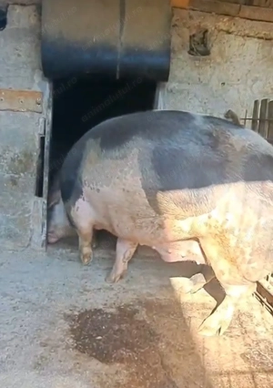 Vand 2 porci pt masa de Craciun