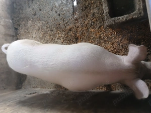 porci pentru sacrificat - imagine 2