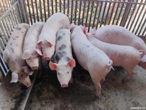 Porci de Carne Marele Alb si Purceii Castratii