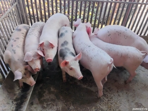 Vand Porcii  De Carne si Purcei Pietrian