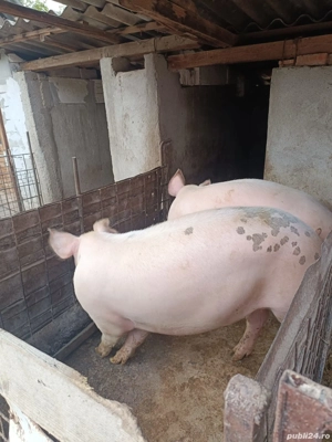 porc de vânzare 