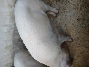 Porci de vanzare - imagine 2