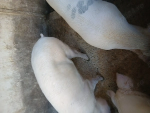 Porci de vanzare - imagine 3