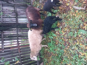 Vand doua oii cu miei  - imagine 3