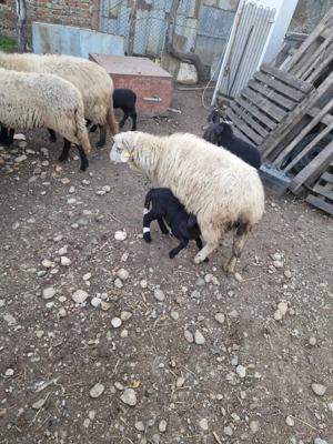 Vand doua oii cu miei 