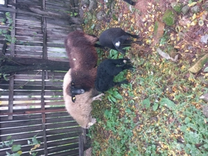 Vand doua oii cu miei  - imagine 2