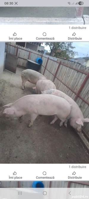 Porci pentru Craciun