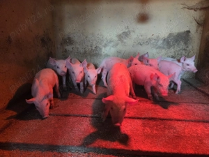 Purceluși și grăsuni de vânzare 