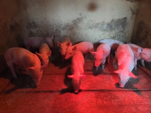 Purceluși și grăsuni de vânzare  - imagine 2