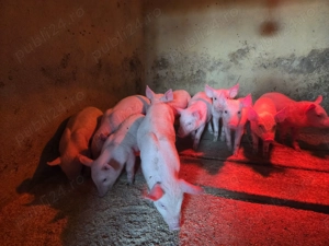 Purceluși și grăsuni de vânzare  - imagine 3