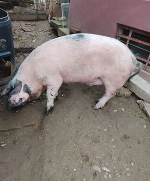 Porc de vanzare - imagine 2