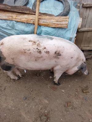 Porc de vanzare - imagine 3