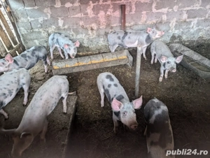 Porci de vanzare 