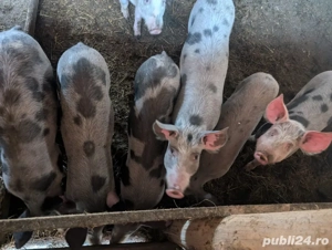 Porci de vanzare  - imagine 4