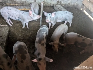 Porci de vanzare  - imagine 3