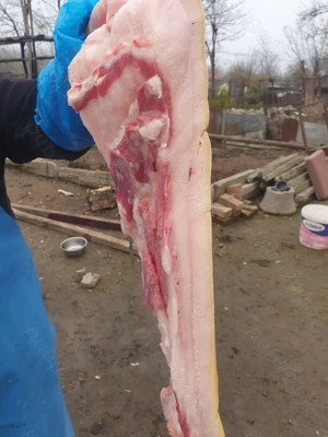 Vând purcei mangalita cu mistreț!!! - imagine 2