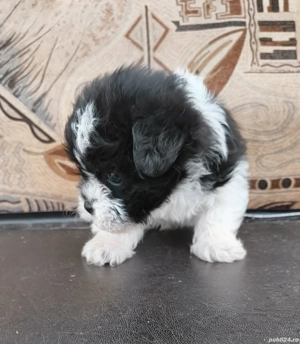 Vănd Pui Shihtzu