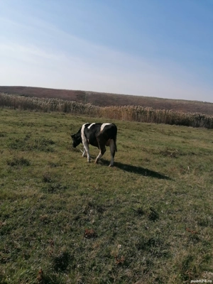 Vând tauras și vitea 