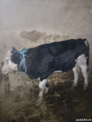 Tauraș de vanzare - imagine 2