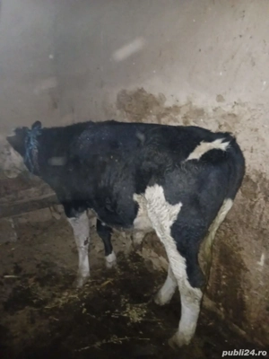Tauraș de vanzare - imagine 3