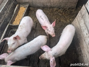 Porci de vanzare  - imagine 3