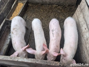Porci de vanzare  - imagine 2