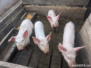 Porci de vanzare  - imagine 4