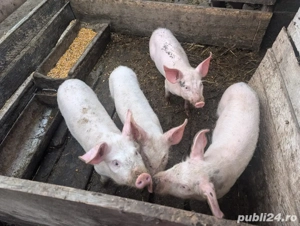 Porci de vanzare  - imagine 5
