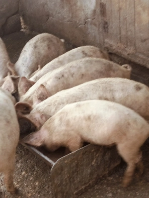 Șoldani de 14 săptămâni 