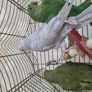 vînd papagal micul Alexandru  - imagine 2