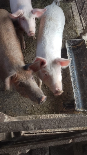 Porci de vânzare Dâmbovița  - imagine 2