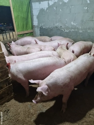 vind porci  - imagine 4