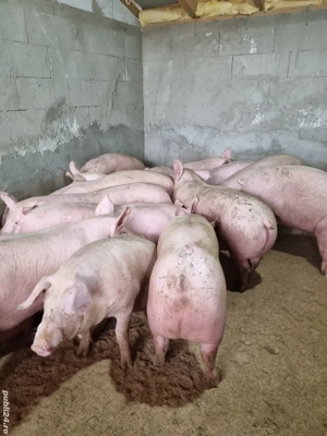 vind porci  - imagine 3