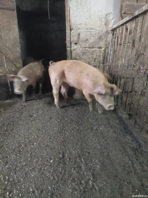 Purcelusi Duroc  pietrain - imagine 3