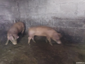Purcelusi Duroc  pietrain - imagine 5