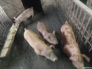 Purcelusi Duroc  pietrain - imagine 4