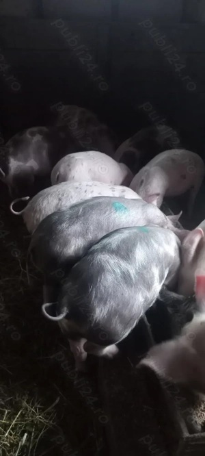 Purcei Castrați Comuna Lița Preț 600 Lei