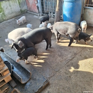 porci purcei - imagine 2