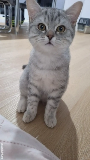 Pisicuțe British Shorthair 
