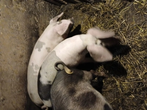 Porc la 120 kg - imagine 2