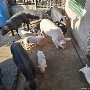 porci purcei - imagine 3