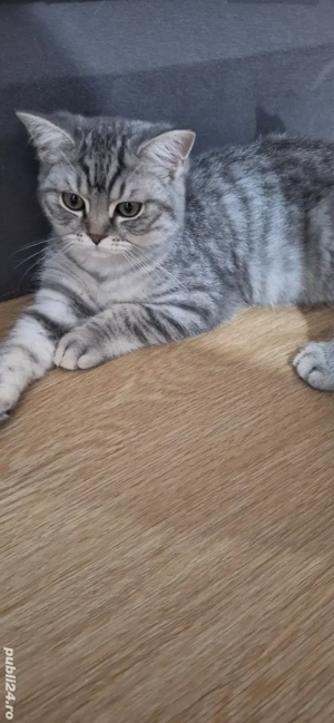 Pisicuțe British Shorthair  - imagine 2