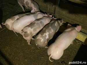 Purcei de vânzare  - imagine 2