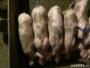 Purcei de vânzare  - imagine 3