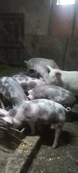 Vând Purcei Castrați Deparazitați Comuna Lița Teleorman