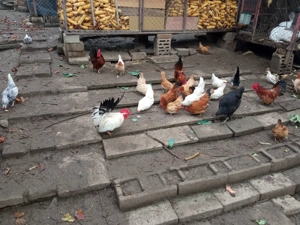 Vând găini Chabo  - imagine 3